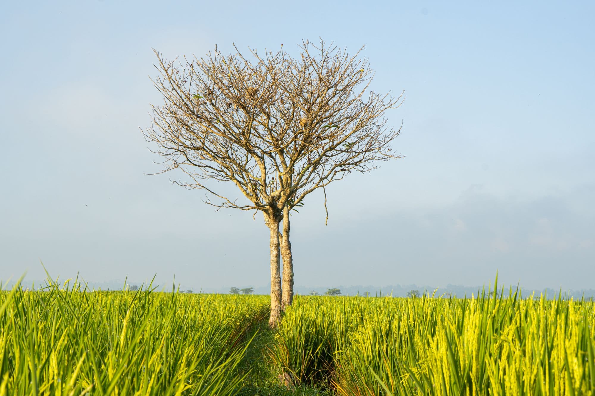 Lone tree standing in the rice fields of Mengesta