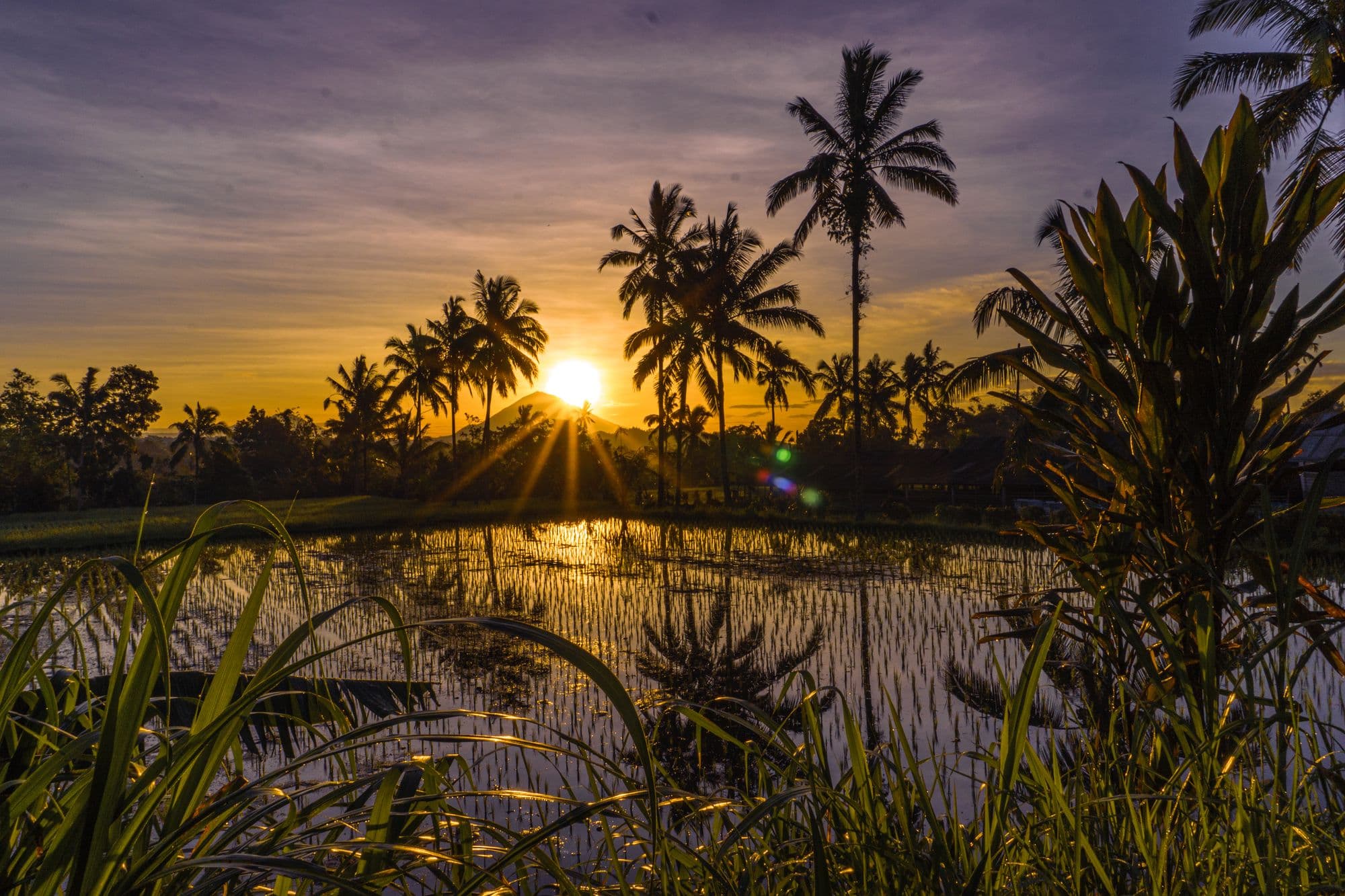 Sunset over the flooded rice paddies of Mengesta