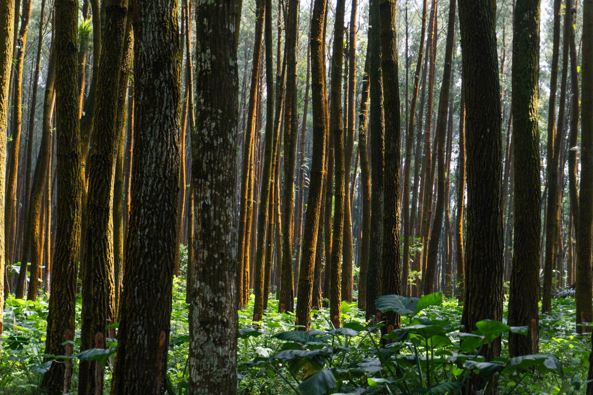 Morning light through the forest near Batukaru