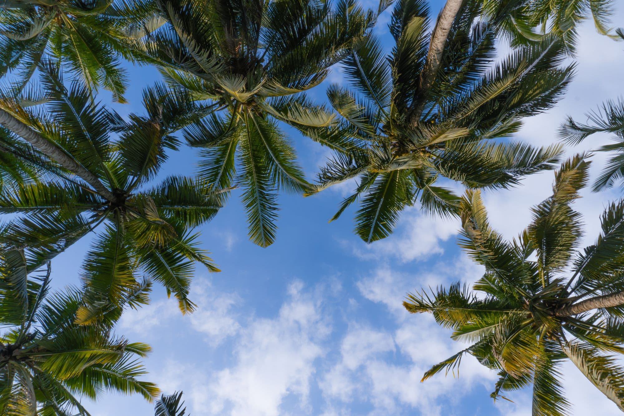 Looking up through coconut palms to the sky