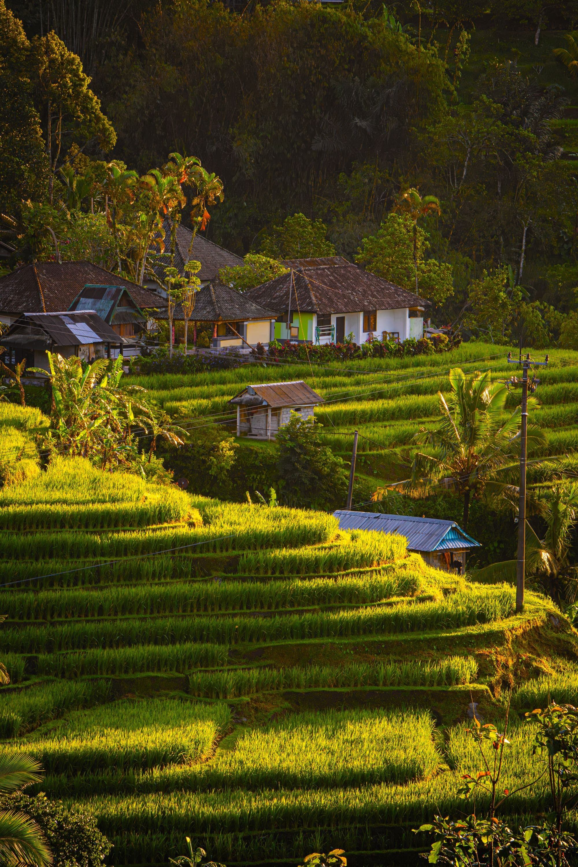 Village houses tucked into the green rice terraces of Penebel