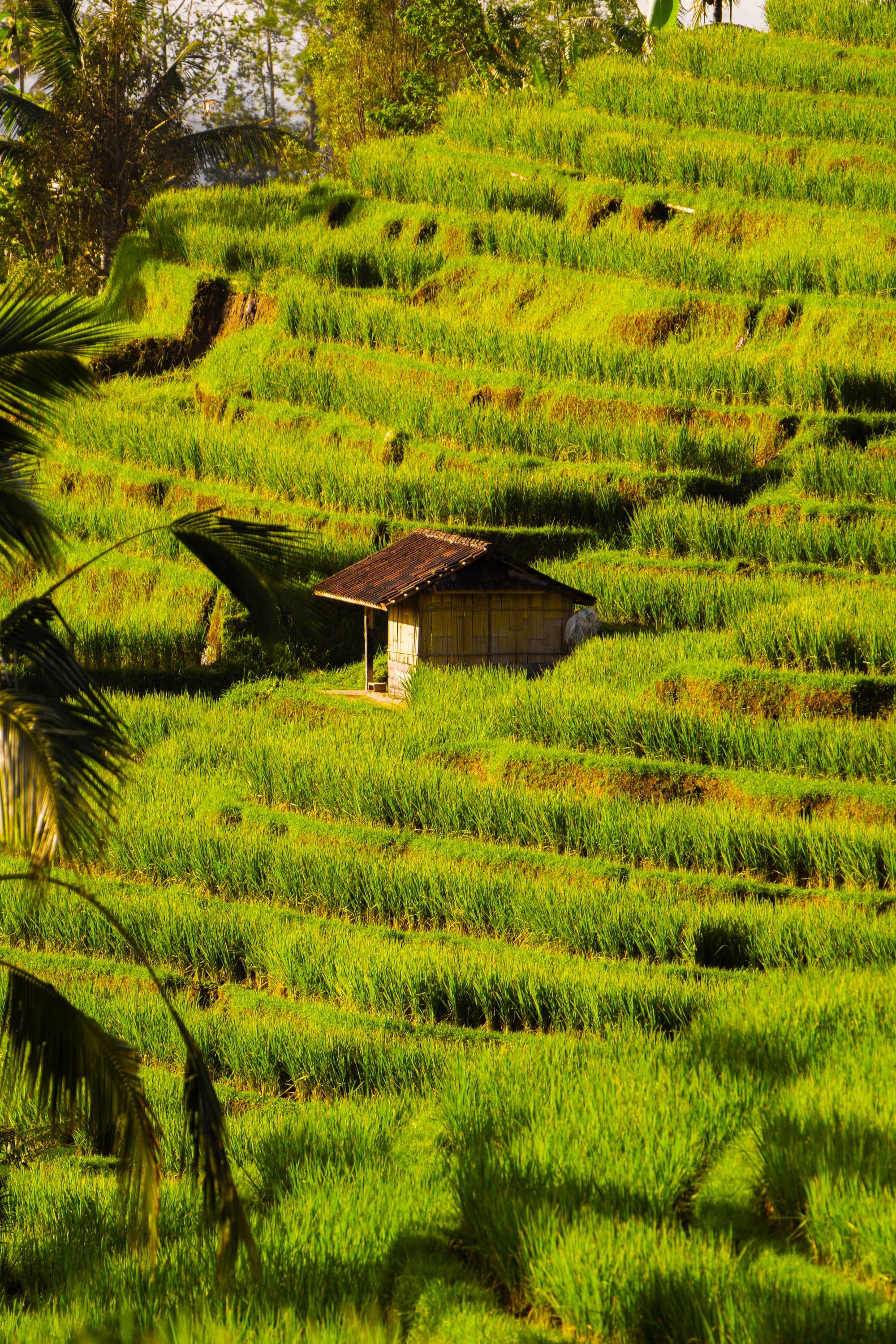 Terraced rice fields in the Penebel highlands